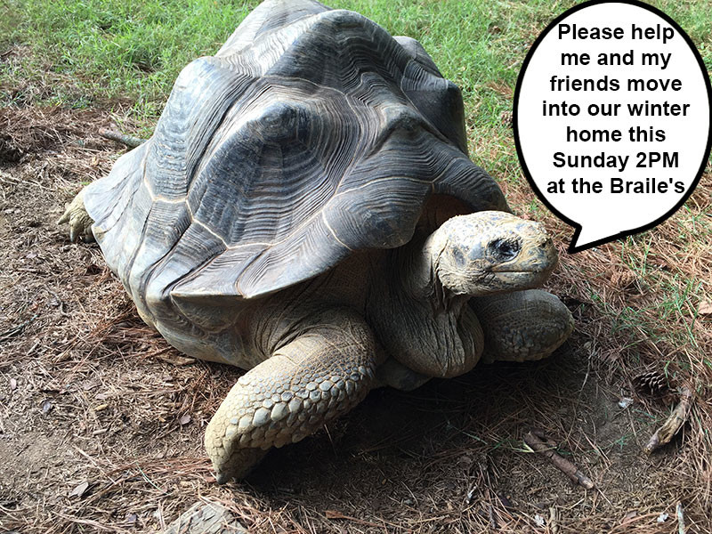 Gilligan the tortoise in West Cobb County Georgia